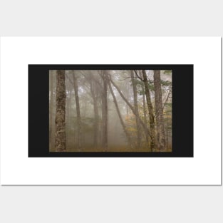 Misty Spruce Knob Forest Posters and Art